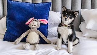 Kimpton De Witt Amsterdam fotoÄŸrafÄ±